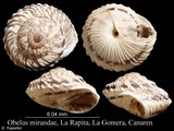 Obelus mirandae, author: Kapeller, Rudolf