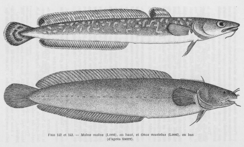 Poll (1947, fig. 142 & 143)