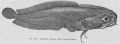 Gadiformes