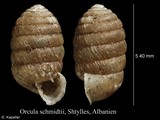 Orcula schmidtii, author: Kapeller, Rudolf