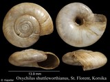 Oxychilus shuttleworthianus, author: Kapeller, Rudolf