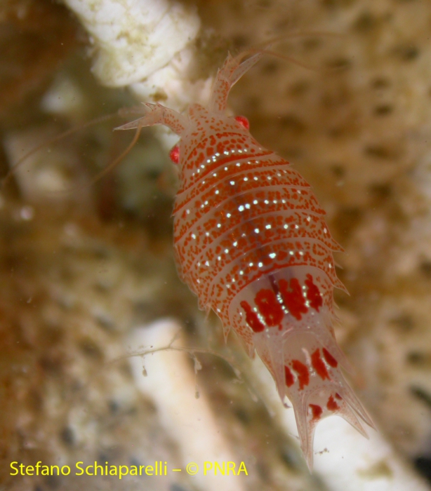 Amphipoda 2 Amphipoda 2