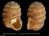 Pagodulina pagodula, author: Kapeller, Rudolf