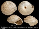 Peridotitea bermejensis, author: Kapeller, Rudolf