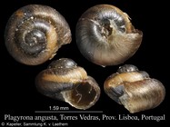 Plagyrona angusta