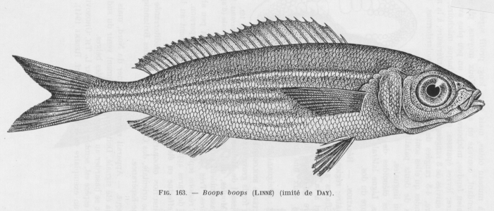 Poll (1947, fig. 163)