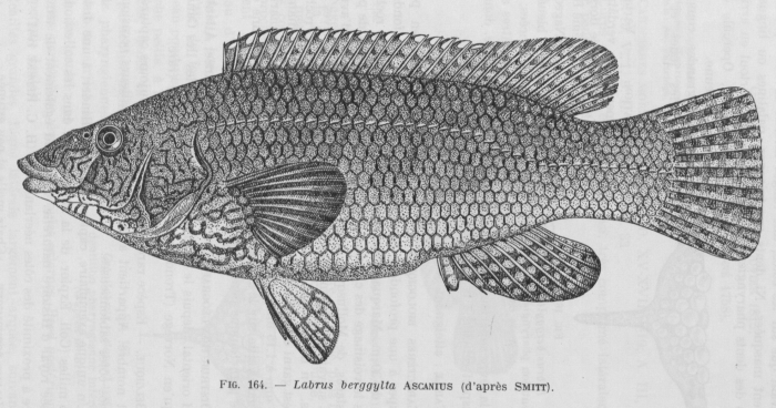 Poll (1947, fig. 164)