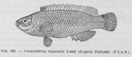 Poll (1947, fig. 168), author: H. Dupond in Poll (1947) (naar Paulsen)