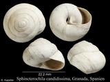 Sphincterochila candidissima, author: Kapeller, Rudolf