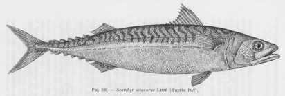 Poll (1947, fig. 180)