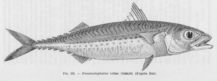 Poll (1947, fig. 181)