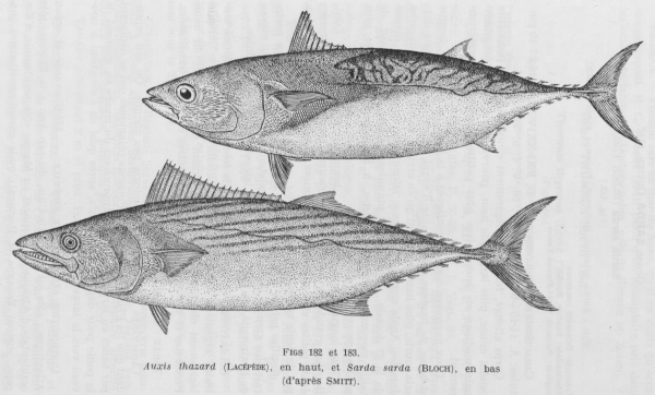 Poll (1947, fig. 182 & 183)