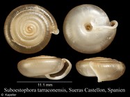 Suboestophora tarraconensis