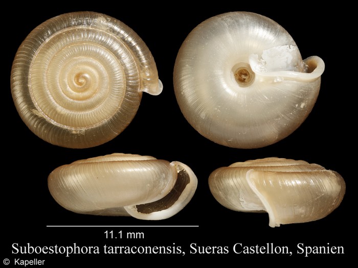 Suboestophora tarraconensis