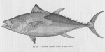 Pisces (fish)