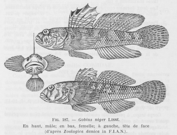 Poll (1947, fig. 187)