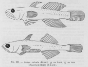 Poll (1947, fig. 193)