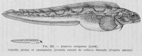 Poll (1947, fig. 201)