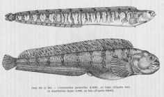 Poll (1947, fig. 203 & 204)