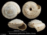 Xerocrassa grabusana, author: Kapeller, Rudolf