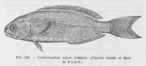 Poll (1947, fig. 206)