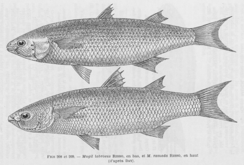 Poll (1947, fig. 208 & 209)