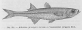 Atheriniformes