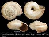 Xerogyra spadae, author: Kapeller, Rudolf