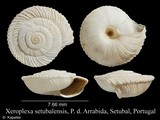 Xeroplexa setubalensis, author: Kapeller, Rudolf