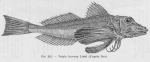 Perciformes