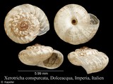Xerotricha conspurcata, author: Kapeller, Rudolf