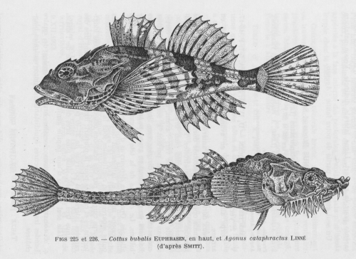 Poll (1947, fig. 225 & 226)