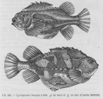 Perciformes