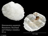 Heteranomia squamula, author: Kapeller, Rudolf