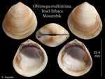 Oblimopa multistriata