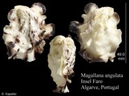 Magallana angulata