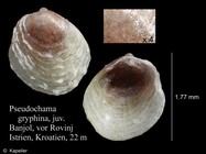 Pseudochama gryphina