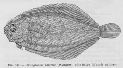 Poll (1947, fig. 240)