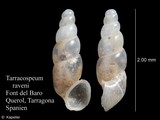 Tarracospeum raveni, author: Kapeller, Rudolf
