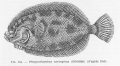 Pleuronectiformes