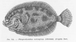 Pleuronectiformes