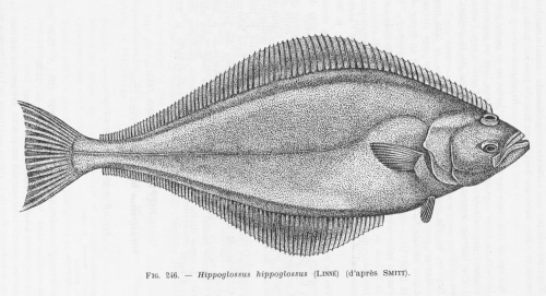 Poll (1947, fig. 246)