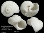 Magnihomalopoma globuloides