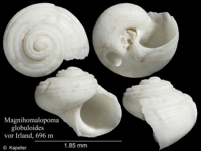 Magnihomalopoma globuloides