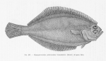 Pleuronectiformes