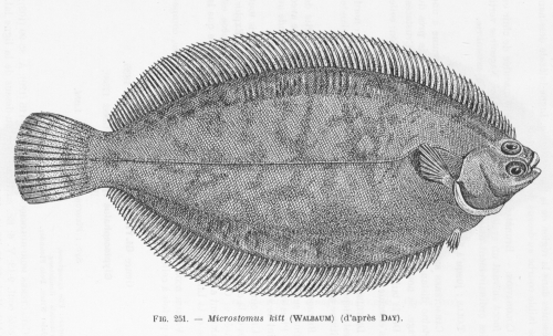 Poll (1947, fig. 251)