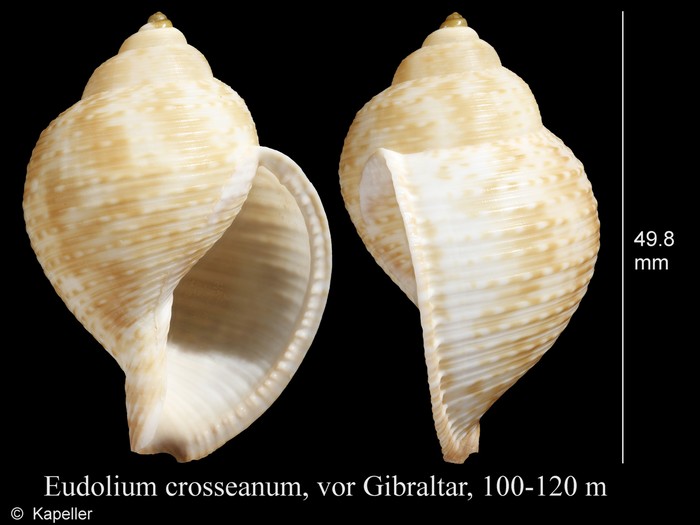 Eudolium crosseanum