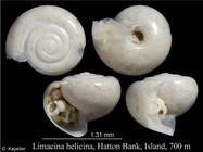 Limacina helicina