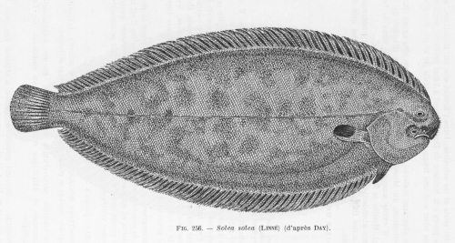 Poll (1947, fig. 256)