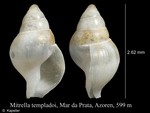 Mitrella templadoi